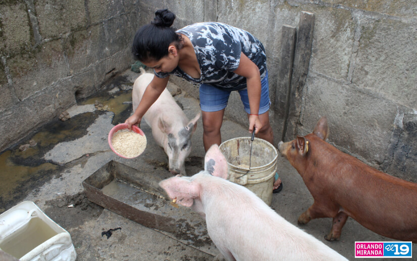 porcina